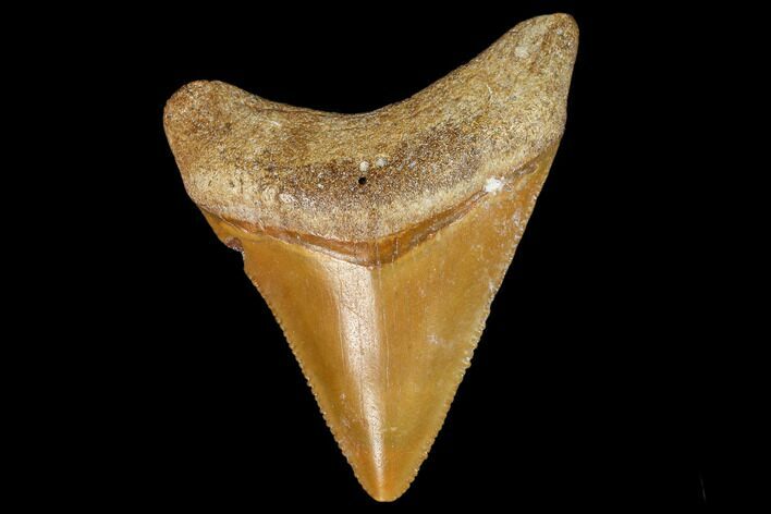 Serrated, Fossil Megalodon Tooth - Florida #110457
